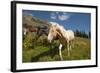 Washington, Okanogan-Wenatchee Nf, Slate Pass. Horses Foraging-Steve Kazlowski-Framed Photographic Print
