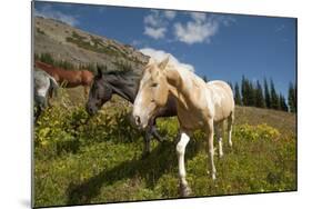 Washington, Okanogan-Wenatchee Nf, Slate Pass. Horses Foraging-Steve Kazlowski-Mounted Photographic Print