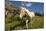 Washington, Okanogan-Wenatchee Nf, Slate Pass. Horses Foraging-Steve Kazlowski-Mounted Photographic Print