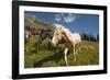 Washington, Okanogan-Wenatchee Nf, Slate Pass. Horses Foraging-Steve Kazlowski-Framed Photographic Print