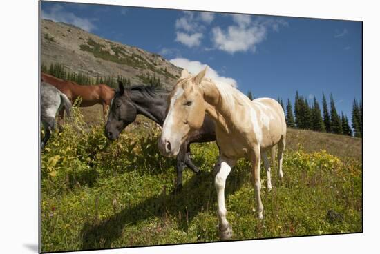 Washington, Okanogan-Wenatchee Nf, Slate Pass. Horses Foraging-Steve Kazlowski-Mounted Photographic Print