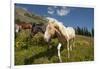 Washington, Okanogan-Wenatchee Nf, Slate Pass. Horses Foraging-Steve Kazlowski-Framed Photographic Print