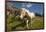 Washington, Okanogan-Wenatchee Nf, Slate Pass. Horses Foraging-Steve Kazlowski-Framed Photographic Print