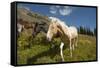 Washington, Okanogan-Wenatchee Nf, Slate Pass. Horses Foraging-Steve Kazlowski-Framed Stretched Canvas