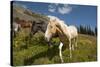 Washington, Okanogan-Wenatchee Nf, Slate Pass. Horses Foraging-Steve Kazlowski-Stretched Canvas