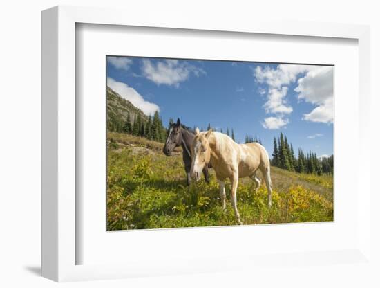 Washington, Okanogan-Wenatchee Nf, Slate Pass. Horses Foraging-Steve Kazlowski-Framed Photographic Print