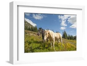 Washington, Okanogan-Wenatchee Nf, Slate Pass. Horses Foraging-Steve Kazlowski-Framed Photographic Print