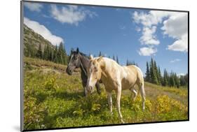 Washington, Okanogan-Wenatchee Nf, Slate Pass. Horses Foraging-Steve Kazlowski-Mounted Photographic Print