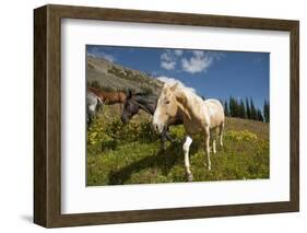 Washington, Okanogan-Wenatchee Nf, Slate Pass. Horses Foraging-Steve Kazlowski-Framed Photographic Print