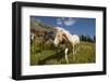 Washington, Okanogan-Wenatchee Nf, Slate Pass. Horses Foraging-Steve Kazlowski-Framed Photographic Print