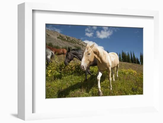 Washington, Okanogan-Wenatchee Nf, Slate Pass. Horses Foraging-Steve Kazlowski-Framed Photographic Print