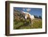 Washington, Okanogan-Wenatchee Nf, Slate Pass. Horses Foraging-Steve Kazlowski-Framed Photographic Print