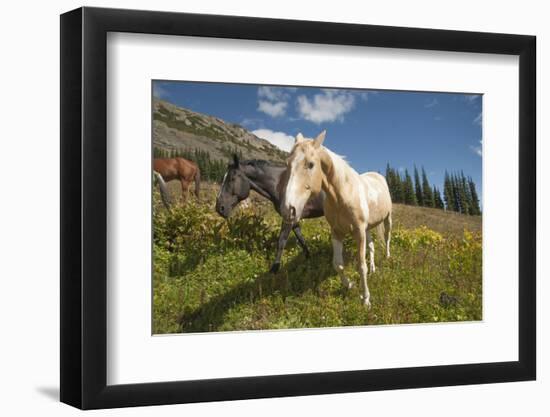 Washington, Okanogan-Wenatchee Nf, Slate Pass. Horses Foraging-Steve Kazlowski-Framed Photographic Print