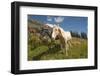 Washington, Okanogan-Wenatchee Nf, Slate Pass. Horses Foraging-Steve Kazlowski-Framed Photographic Print