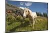 Washington, Okanogan-Wenatchee Nf, Slate Pass. Horses Foraging-Steve Kazlowski-Mounted Photographic Print