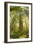 Washington, Olympic Grand Moss Draped Bigleaf Maple-Steve Kazlowski-Framed Photographic Print