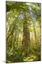 Washington, Olympic Grand Moss Draped Bigleaf Maple-Steve Kazlowski-Mounted Photographic Print