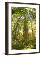 Washington, Olympic Grand Moss Draped Bigleaf Maple-Steve Kazlowski-Framed Photographic Print