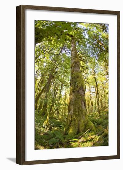 Washington, Olympic Grand Moss Draped Bigleaf Maple-Steve Kazlowski-Framed Photographic Print