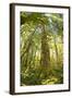 Washington, Olympic Grand Moss Draped Bigleaf Maple-Steve Kazlowski-Framed Photographic Print