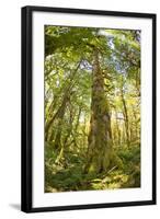 Washington, Olympic Grand Moss Draped Bigleaf Maple-Steve Kazlowski-Framed Photographic Print