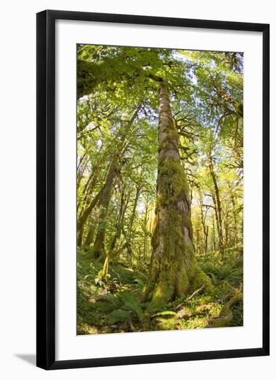 Washington, Olympic Grand Moss Draped Bigleaf Maple-Steve Kazlowski-Framed Photographic Print