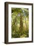 Washington, Olympic Grand Moss Draped Bigleaf Maple-Steve Kazlowski-Framed Photographic Print