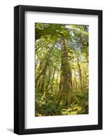 Washington, Olympic Grand Moss Draped Bigleaf Maple-Steve Kazlowski-Framed Photographic Print