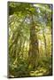 Washington, Olympic Grand Moss Draped Bigleaf Maple-Steve Kazlowski-Mounted Photographic Print