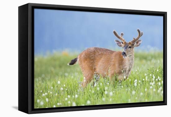 Washington, Olympic National Park. A Black-Tailed Buck in Velvet Feeds on Subalpine Wildflowers-Gary Luhm-Framed Stretched Canvas