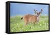 Washington, Olympic National Park. A Black-Tailed Buck in Velvet Feeds on Subalpine Wildflowers-Gary Luhm-Framed Stretched Canvas