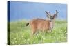 Washington, Olympic National Park. A Black-Tailed Buck in Velvet Feeds on Subalpine Wildflowers-Gary Luhm-Stretched Canvas