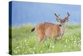 Washington, Olympic National Park. A Black-Tailed Buck in Velvet Feeds on Subalpine Wildflowers-Gary Luhm-Stretched Canvas