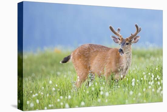 Washington, Olympic National Park. A Black-Tailed Buck in Velvet Feeds on Subalpine Wildflowers-Gary Luhm-Stretched Canvas