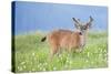 Washington, Olympic National Park. A Black-Tailed Buck in Velvet Feeds on Subalpine Wildflowers-Gary Luhm-Stretched Canvas