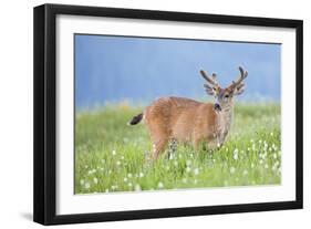 Washington, Olympic National Park. A Black-Tailed Buck in Velvet Feeds on Subalpine Wildflowers-Gary Luhm-Framed Photographic Print