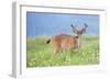 Washington, Olympic National Park. A Black-Tailed Buck in Velvet Feeds on Subalpine Wildflowers-Gary Luhm-Framed Photographic Print