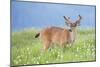 Washington, Olympic National Park. A Black-Tailed Buck in Velvet Feeds on Subalpine Wildflowers-Gary Luhm-Mounted Photographic Print