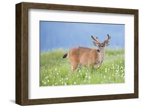 Washington, Olympic National Park. A Black-Tailed Buck in Velvet Feeds on Subalpine Wildflowers-Gary Luhm-Framed Photographic Print