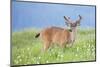 Washington, Olympic National Park. A Black-Tailed Buck in Velvet Feeds on Subalpine Wildflowers-Gary Luhm-Mounted Photographic Print