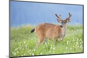 Washington, Olympic National Park. A Black-Tailed Buck in Velvet Feeds on Subalpine Wildflowers-Gary Luhm-Mounted Photographic Print