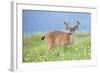 Washington, Olympic National Park. A Black-Tailed Buck in Velvet Feeds on Subalpine Wildflowers-Gary Luhm-Framed Photographic Print