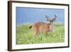 Washington, Olympic National Park. A Black-Tailed Buck in Velvet Feeds on Subalpine Wildflowers-Gary Luhm-Framed Photographic Print