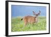 Washington, Olympic National Park. A Black-Tailed Buck in Velvet Feeds on Subalpine Wildflowers-Gary Luhm-Framed Photographic Print