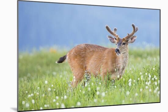 Washington, Olympic National Park. A Black-Tailed Buck in Velvet Feeds on Subalpine Wildflowers-Gary Luhm-Mounted Photographic Print