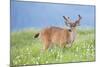 Washington, Olympic National Park. A Black-Tailed Buck in Velvet Feeds on Subalpine Wildflowers-Gary Luhm-Mounted Photographic Print