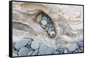 Washington, Olympic National Park. Beach Wood and Pebbles-Jaynes Gallery-Framed Stretched Canvas