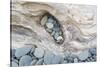 Washington, Olympic National Park. Beach Wood and Pebbles-Jaynes Gallery-Stretched Canvas