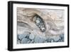 Washington, Olympic National Park. Beach Wood and Pebbles-Jaynes Gallery-Framed Photographic Print