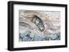 Washington, Olympic National Park. Beach Wood and Pebbles-Jaynes Gallery-Framed Premium Photographic Print